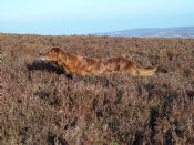 North of Scotland Gundog Association - Open Stake Winner